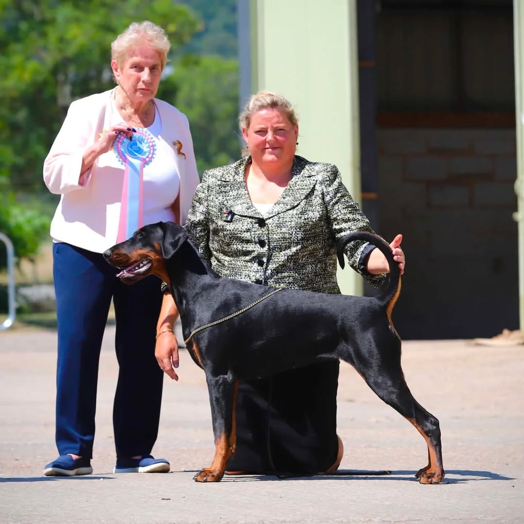 An Evalesco Dobermann winning at a dog show