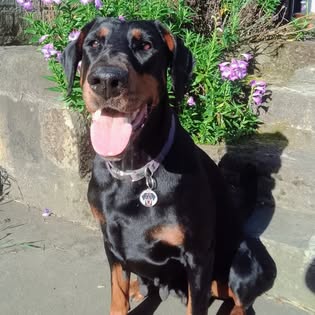 An Evalesco Dobermann at home