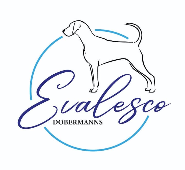 Evalesco Dobermanns